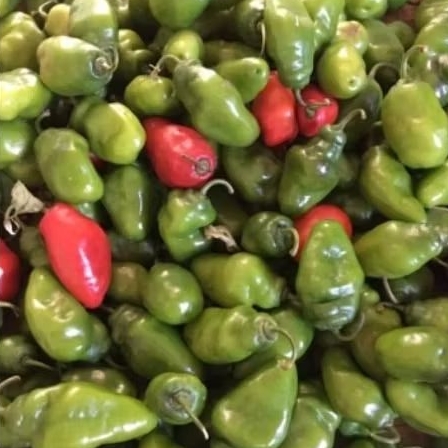 

BISA INSTAN Cabe Gendot Surabaya 750 gr Cabai Viral