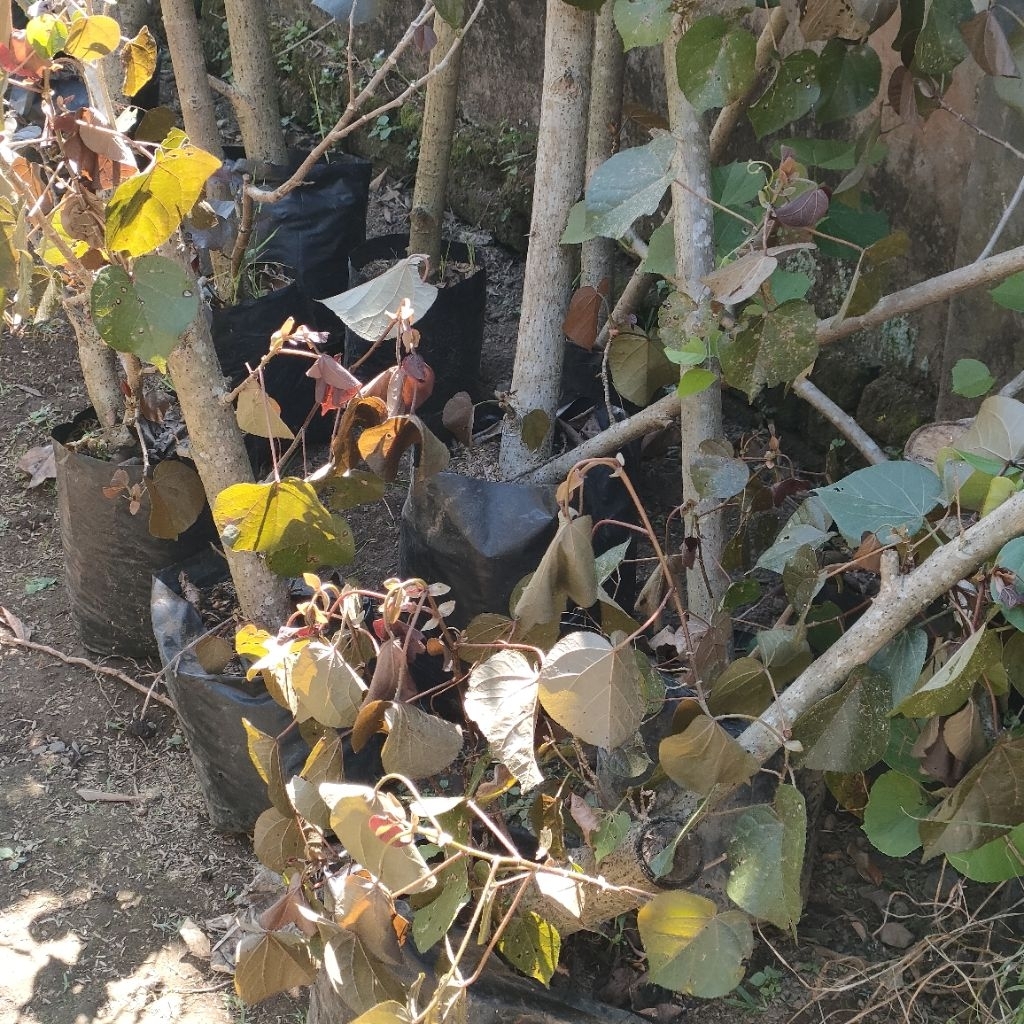 Bahan Bonsai Waru Super Red Bahan Bonsai Waru Merah