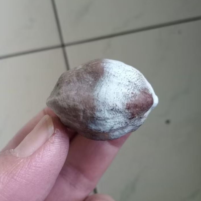 Kemiri Adu Muncang Adu Jawa Si Carok Ori Full Tua