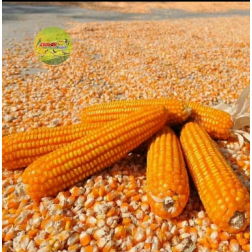 

jagung pipil besar 1kg berkualitas