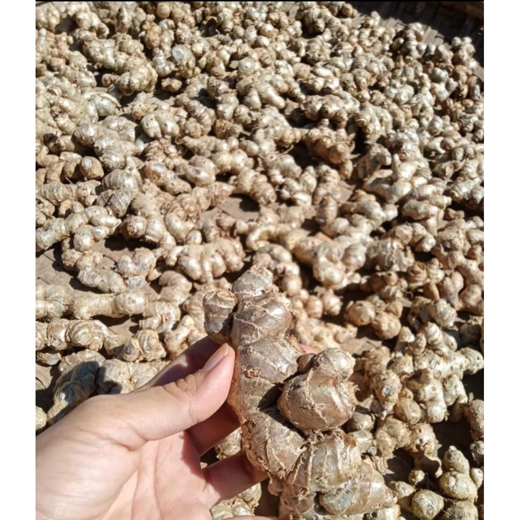 

kunyit hitam asli herbal kaya manfaat 1kg