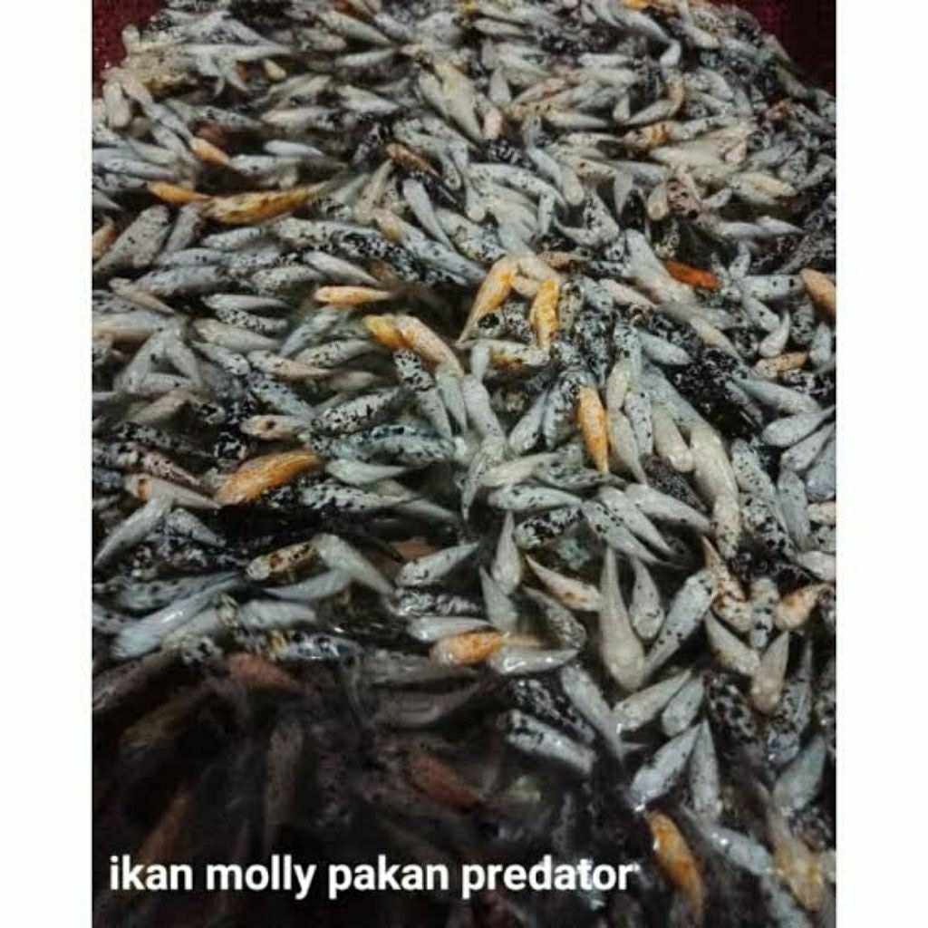 IKAN MOLLY / PAKAN PREDATOR / MGG STORE