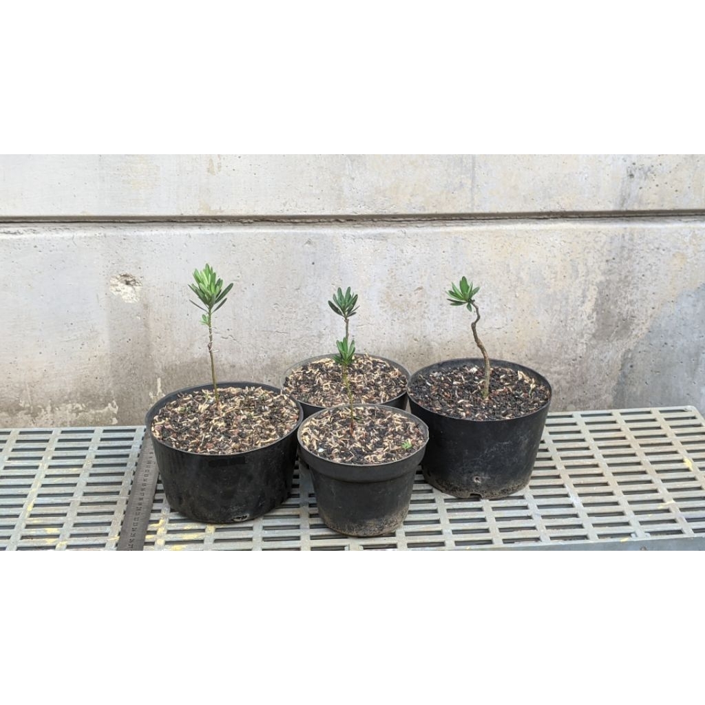 bibit pohon | tanaman lohansung blue cincuan