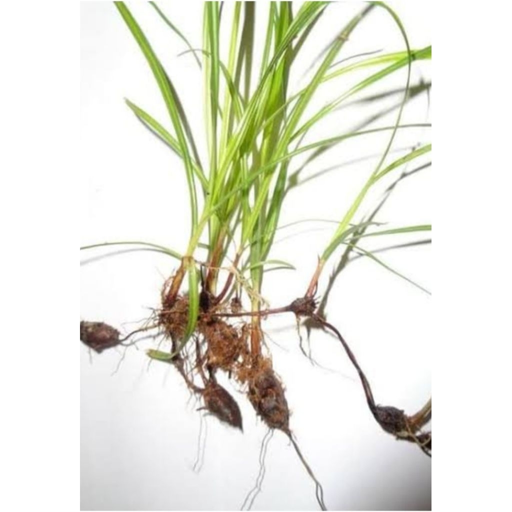 

Bibit teki berkualitas cepet tumbuh isi 10 bibit