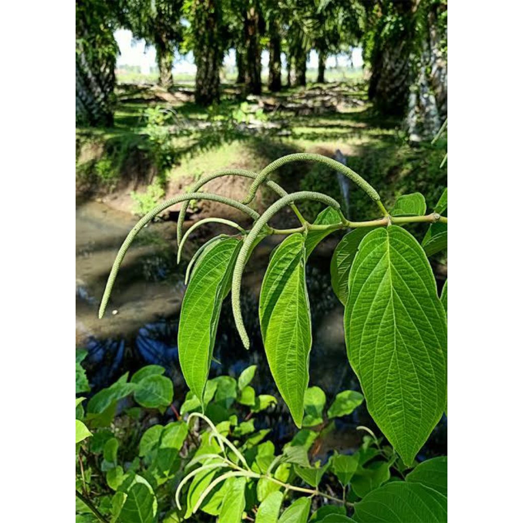 

DAUN HERBAL DAUN SIRIH HUTAN FRES SEGAR 1kg