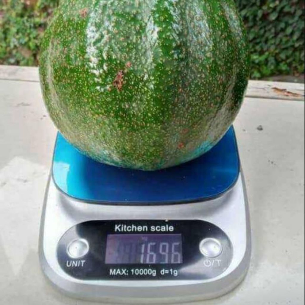 Entres Alpukat Markus Kendil Hawaii induk Produktif Berbuah Lebat Besar Jumbo 1 Pcs