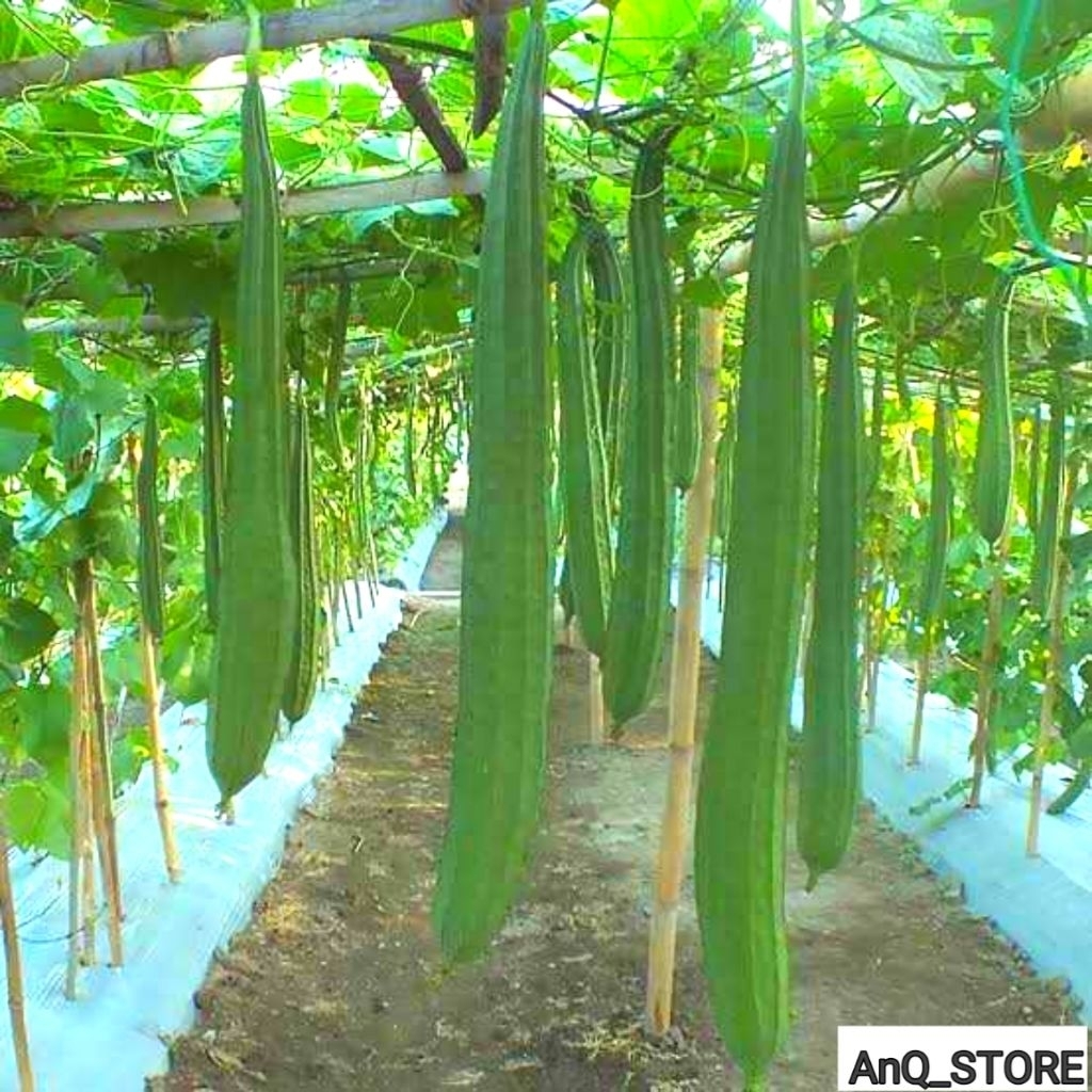 

sayur masak/oyong/gambas