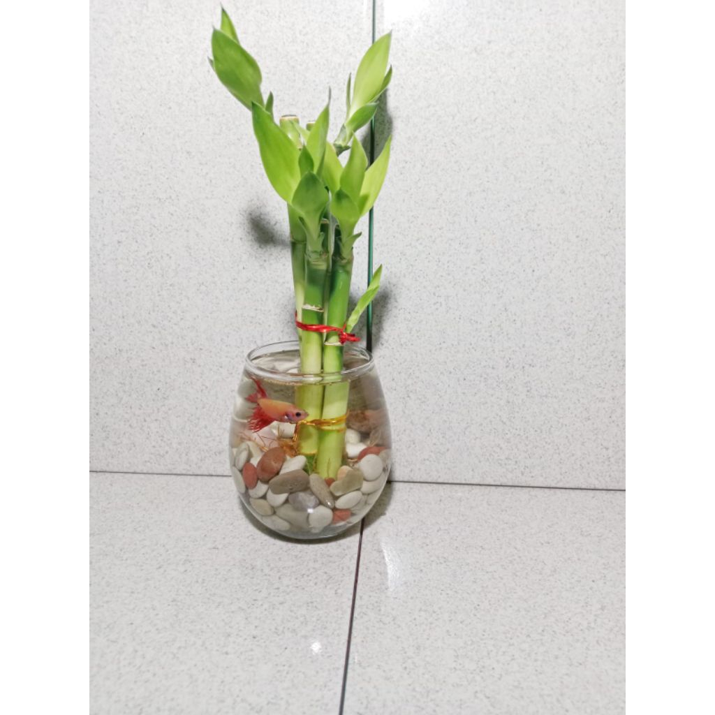 tanaman bambu hoki hidup