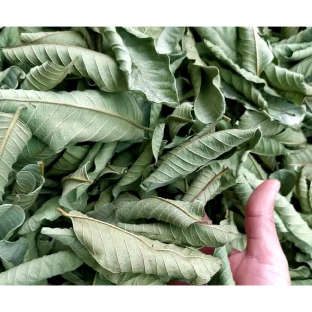 

DAUN JAMBU BIJI KERING HERBAL ALAMI 200gr