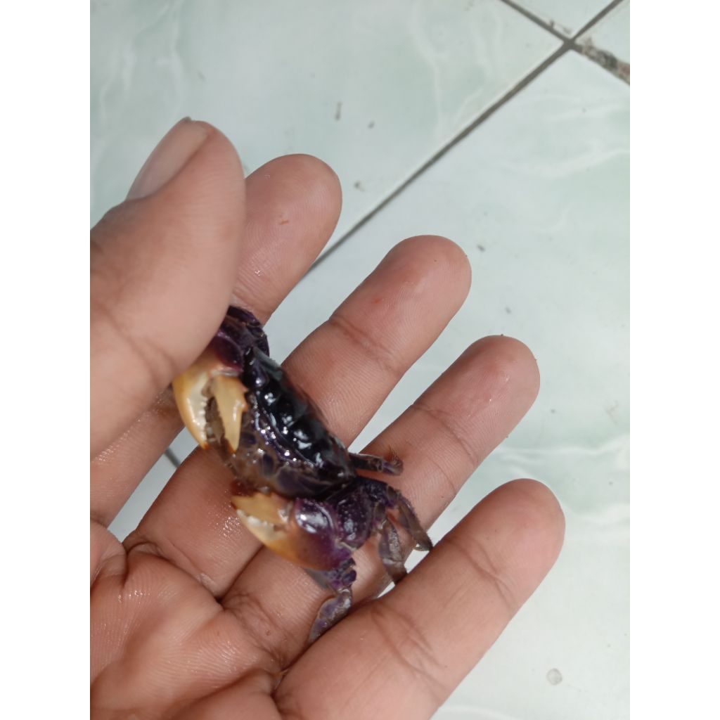 

Ikan kepiting hias Tawar Sesarma reticulata