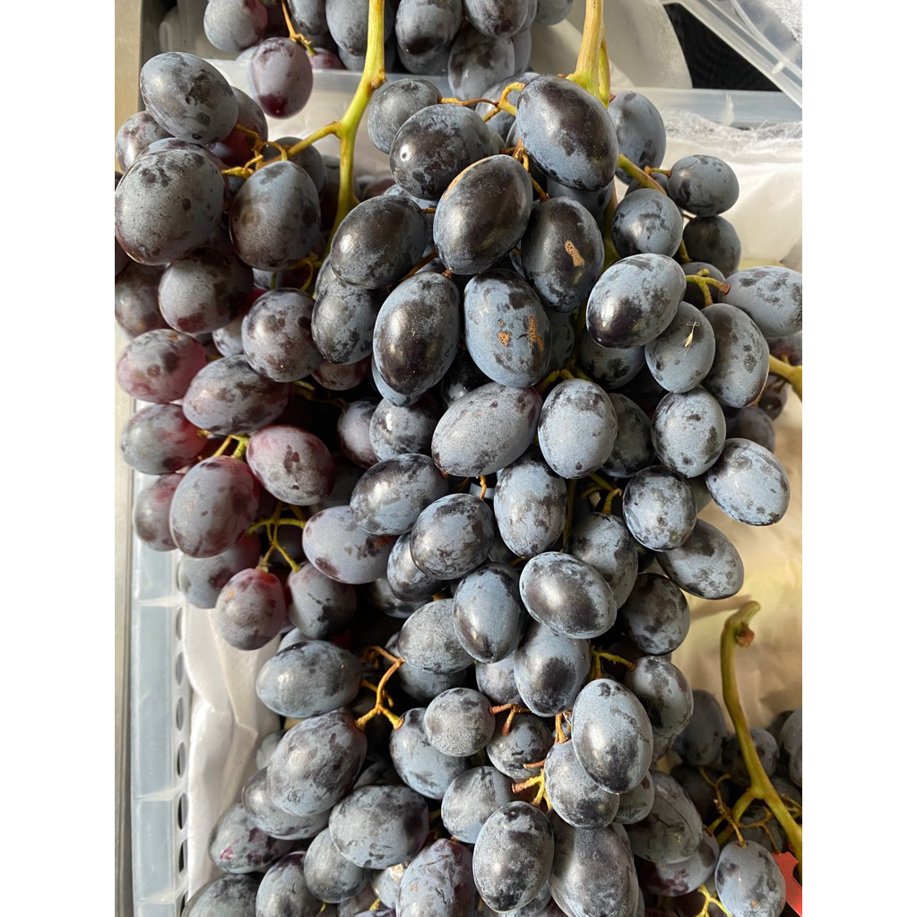 

grape black autum / grape autum manis tampa biji fresh 1 kg