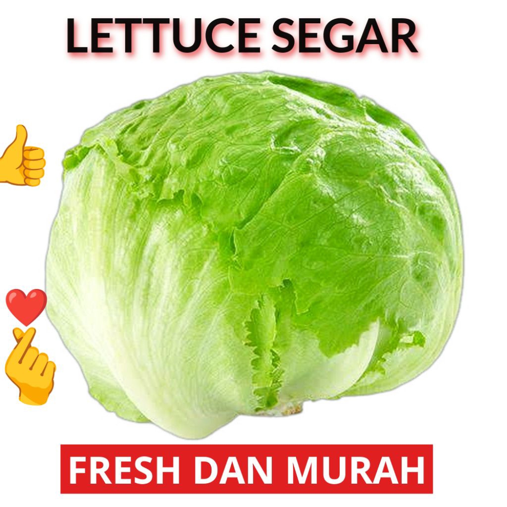 

LETTUCE/SELADA BULAT, LETUS FRESH 1KG