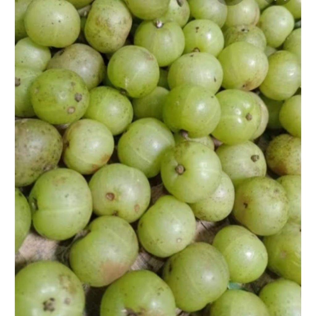 

BUAH MALAKA 1KG
