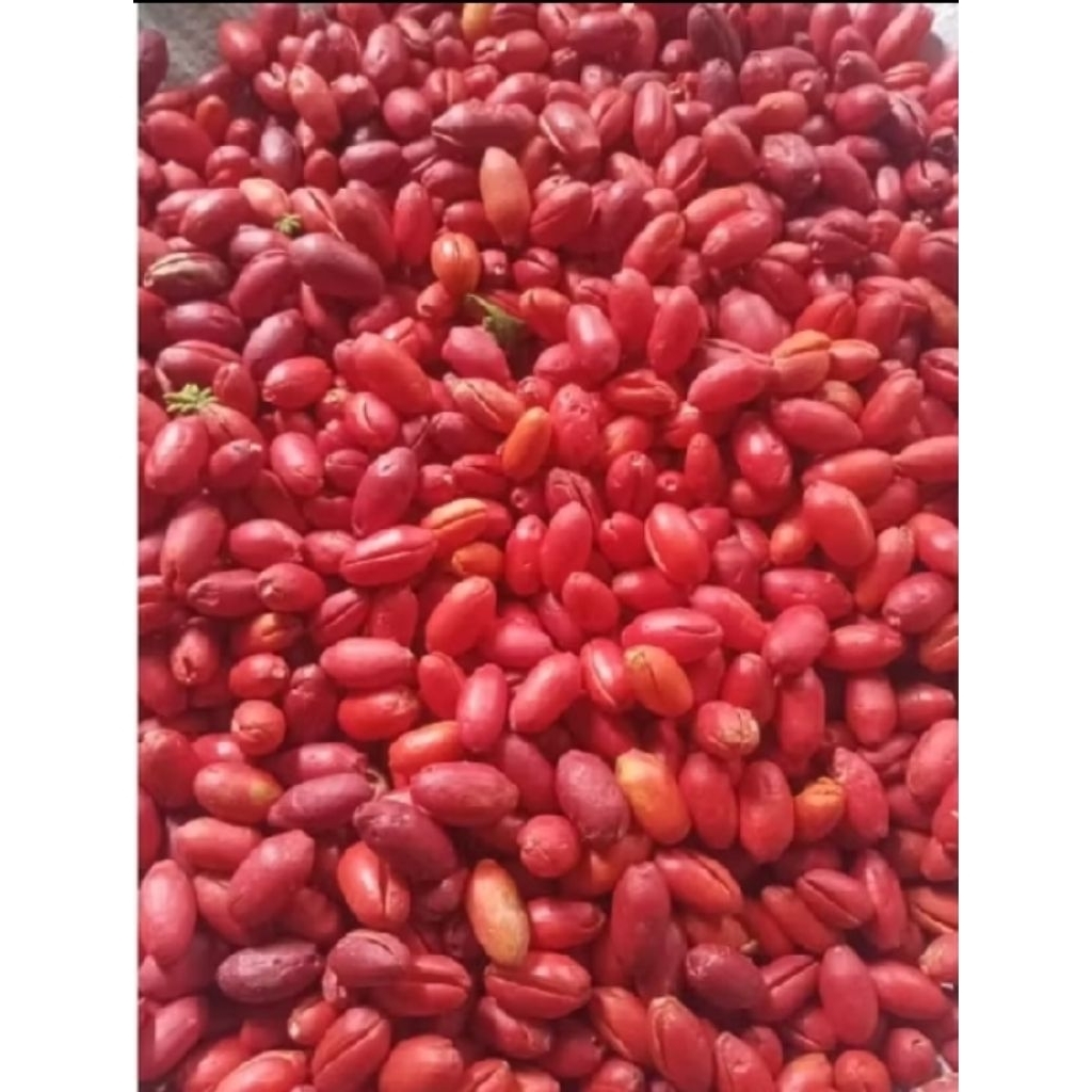 

KULIT MELINJI SEGAR MERAH MERONA FRESH 100%OFIGINAL