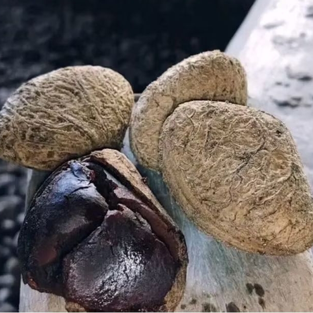 

Kluwek /Picung Kepayang Full Hitam Untuk Bikin Bumbu Rawon DLL