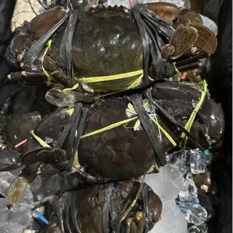 KEPITING PAPUA JUMBO 1 KG BEKU