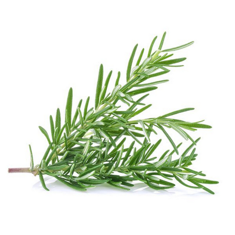 

Rosemary Per Ons | JBP_Fresh