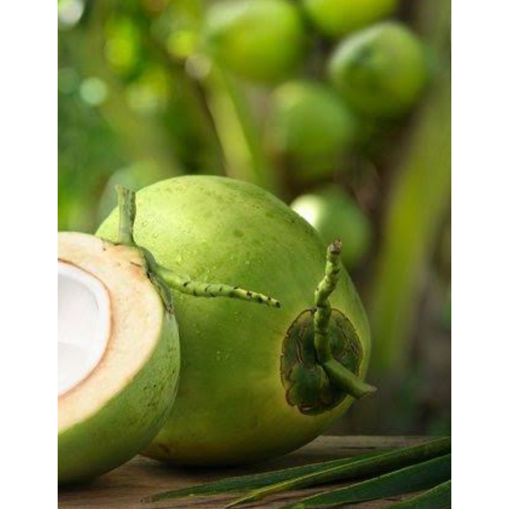 

kelapa muda 1 biji asli bwi