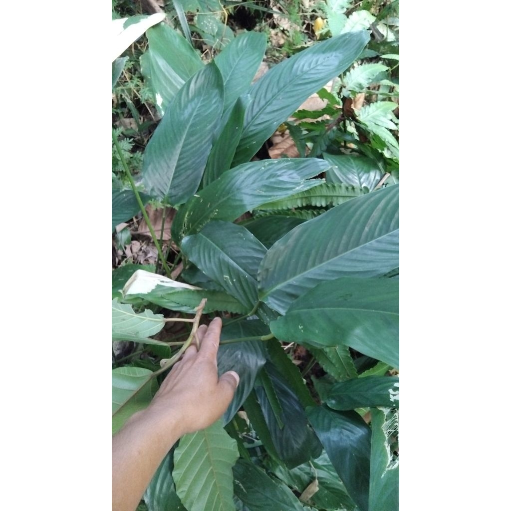 

Daun lirik segar asli dari hutan per 10 daun