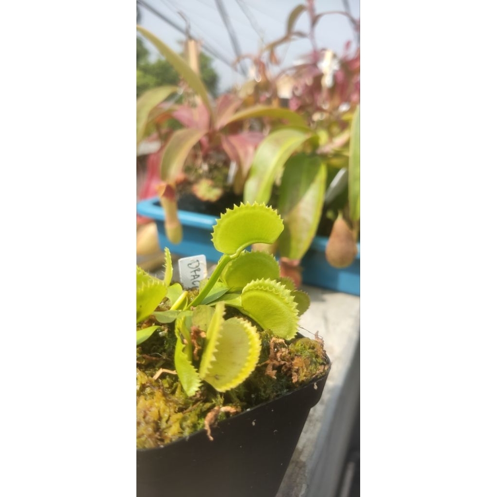VFT Venus Fly Trap Dracula