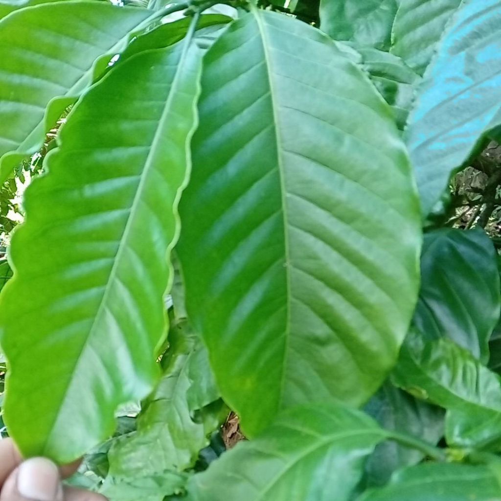 

DAUN KOPI PETIK SEGAR 20 LEMBAR