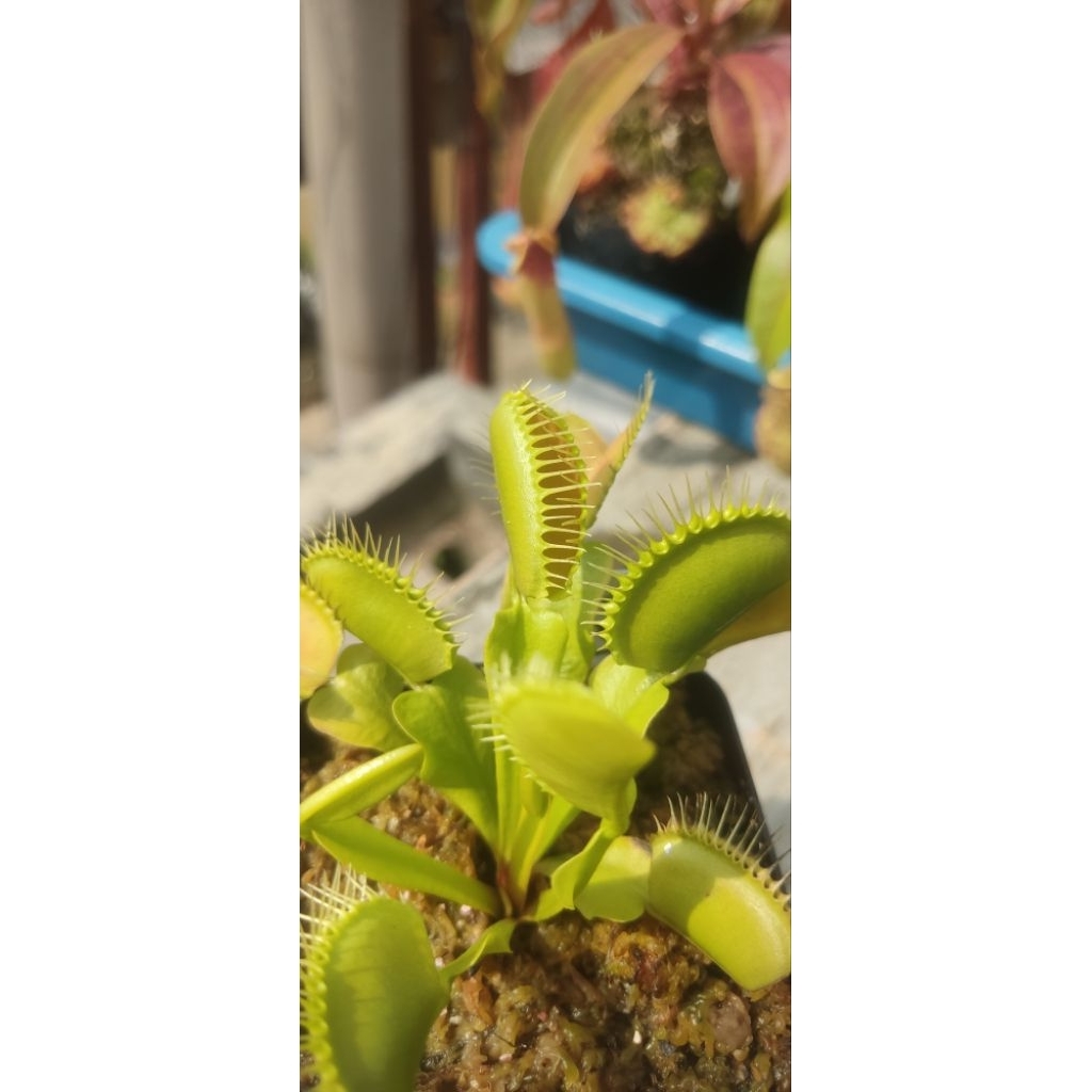 VFT Venus Fly Trap DCXL