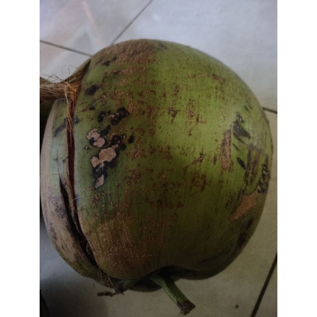 

kelapa tua isi tebal