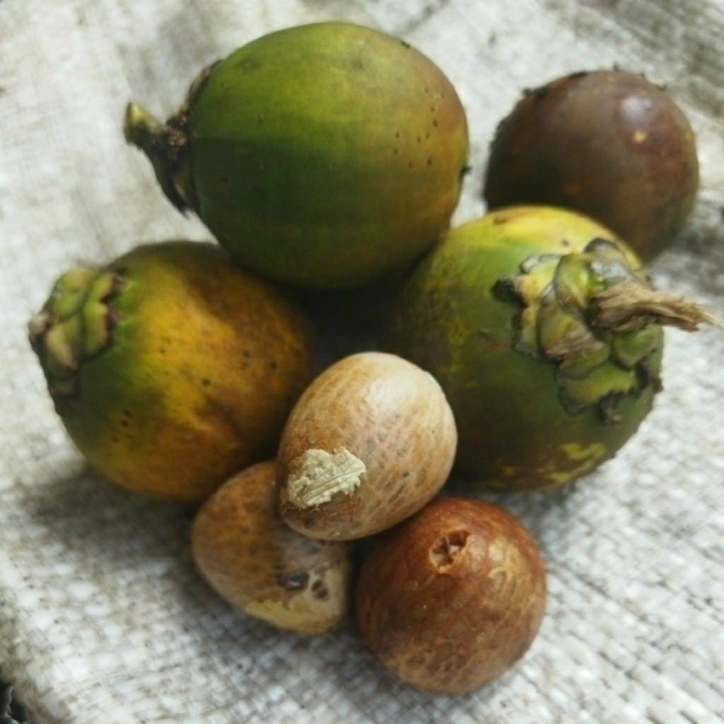 

pinang muda has kubu raya