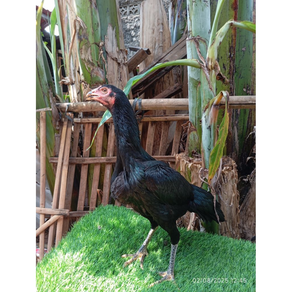 Ayam Bangkok Betina muda Babon siap produksi