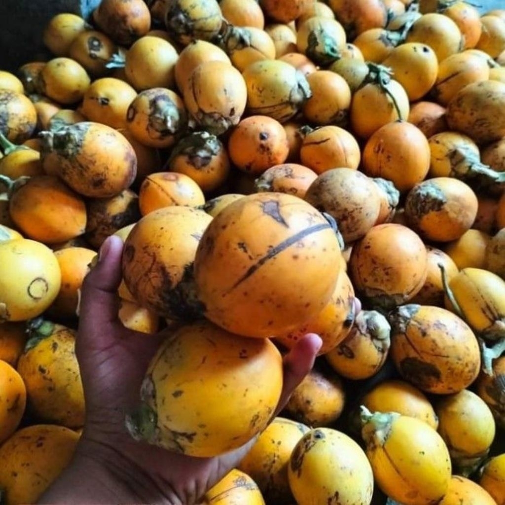 

pinang tua segar/jame tua fresh berat 1 kg