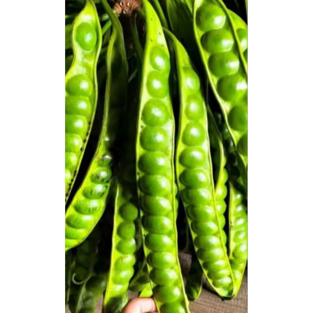 

petay/petay segar perlonjor/papan