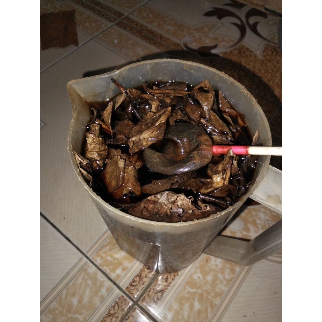 ekstrak Channa limbata jumbo