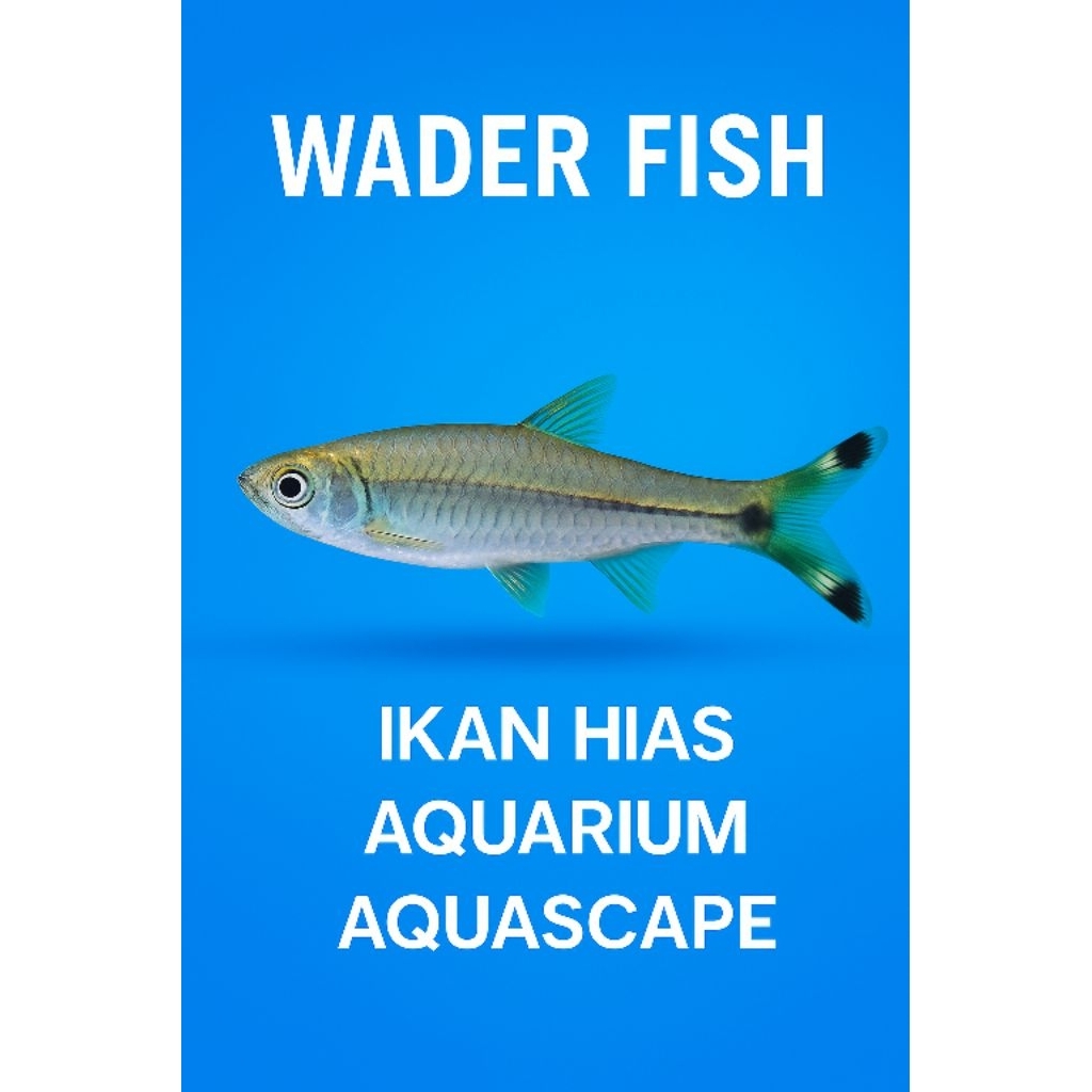 Wader Fish Ikan hias aquarium Aquascape ikan hias air tawar hiasan Aquarium Aquascape