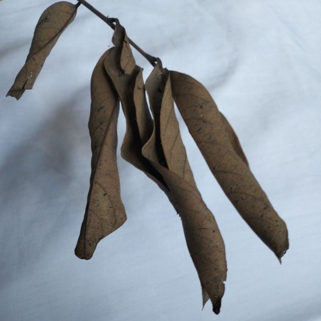 

daun rambutan kering