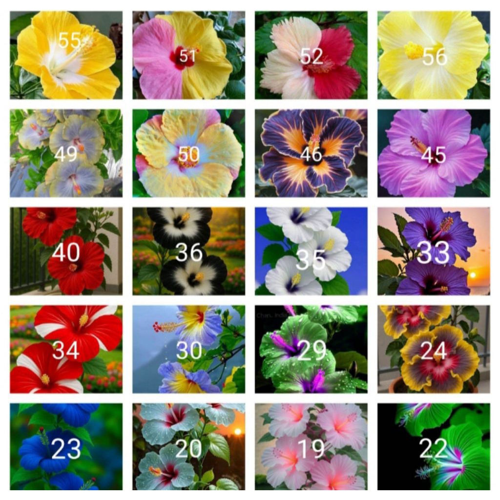 Tanaman hias paketc20 kembang sepatu jenis2x bunga