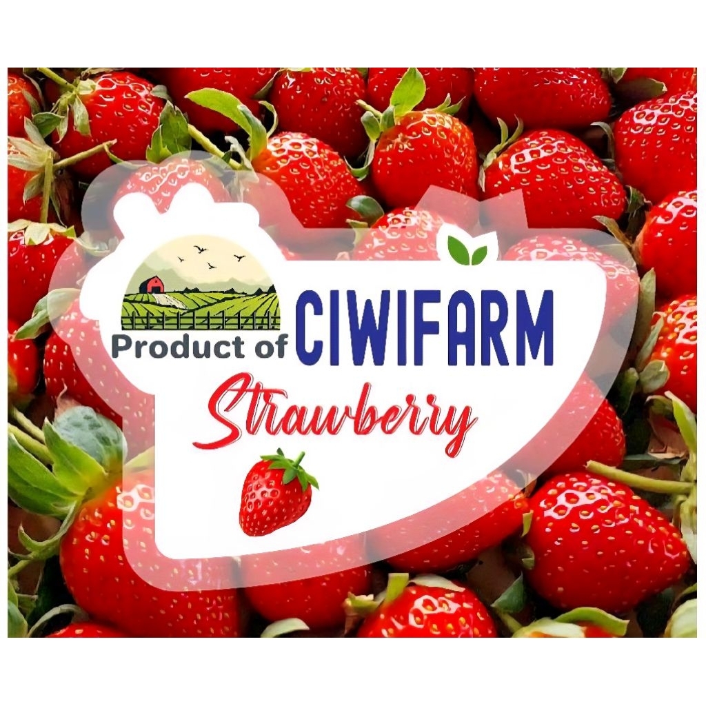 

Buah Strawberry Fresh / Stroberi Segar Top Quality - Ukuran Seragam (Big)