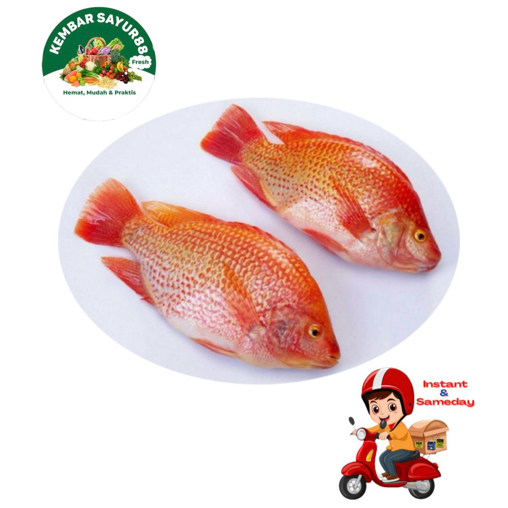 

ikan Nila Fresh - kembarsayur88