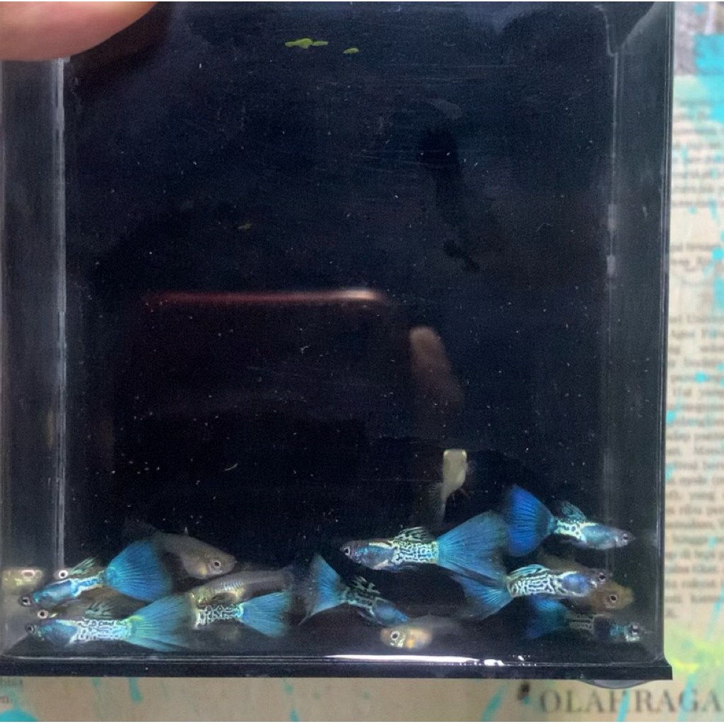 Hiasan aquarium METAL SNAKE SKIN BLUE TAIL (MSSBT)