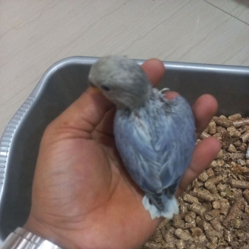 BABY BURUNG LOVE BIRD NON KLEP ANAKAN BURUNG LOVE BIRD