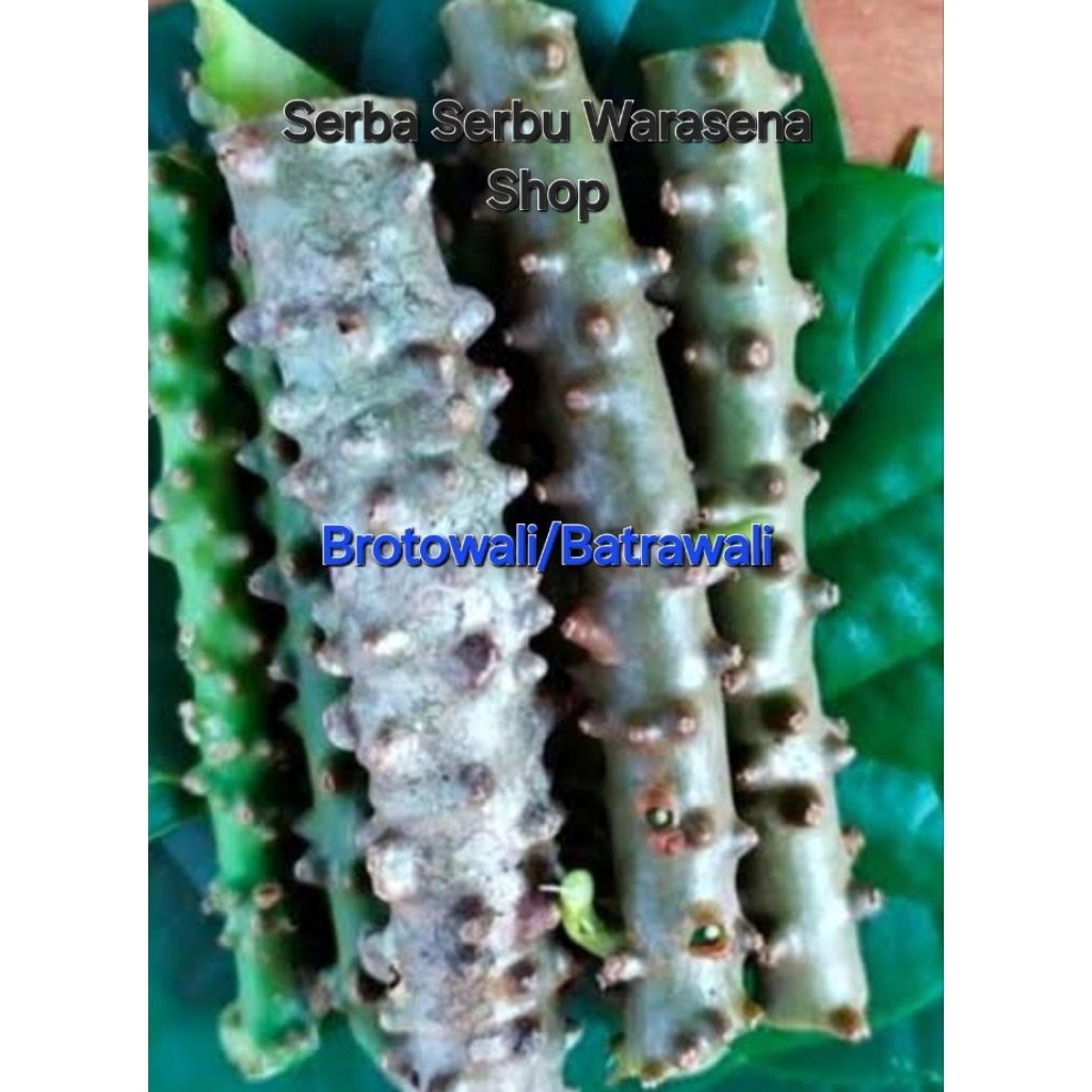 

Botrowali/Batrawali Pahit fresh 100 gr