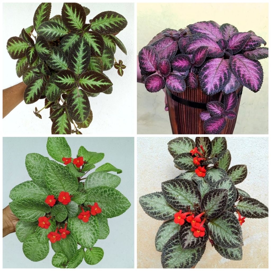 jual Tanaman hias epicia/tanaman gantung hidup unik