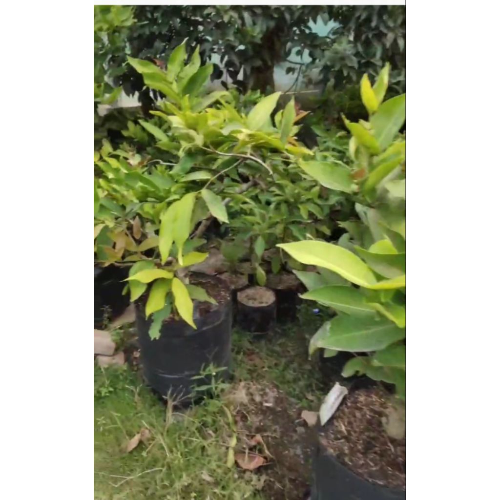 

Jambu citra jumbo polibag besar