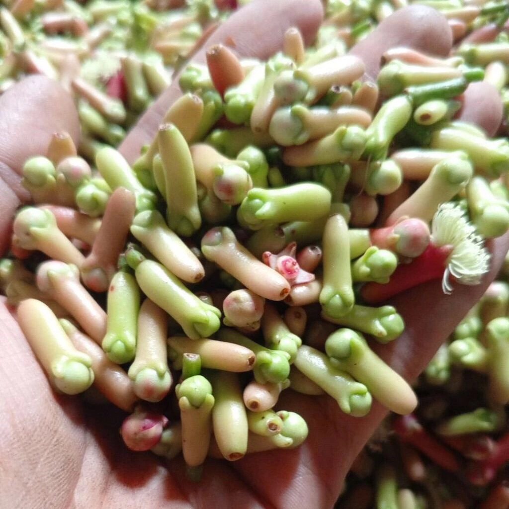 

Cengkeh Fresh kualitas premium 100%