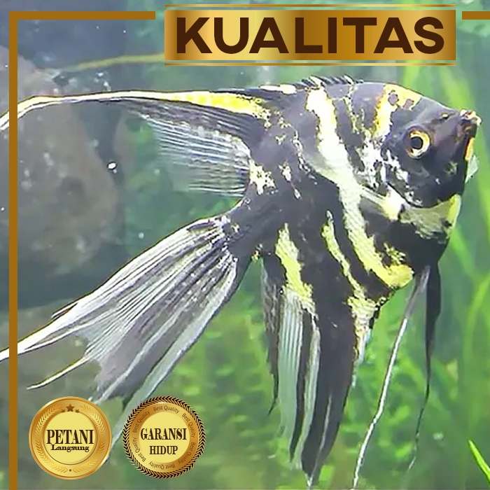 Manfish Tricolor Slayer Tiga Warna Ikan Hias Aquascape Hiasan Aquarium Tanaman Air Tawar