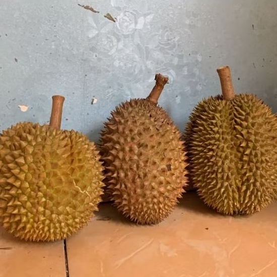 

Durian Matang Pohon Tahan Lama dalam Pengiriman