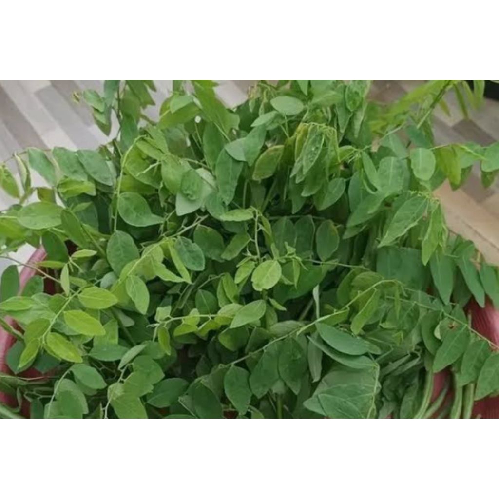 

Daun Katuk Segar dan Kering 100gram