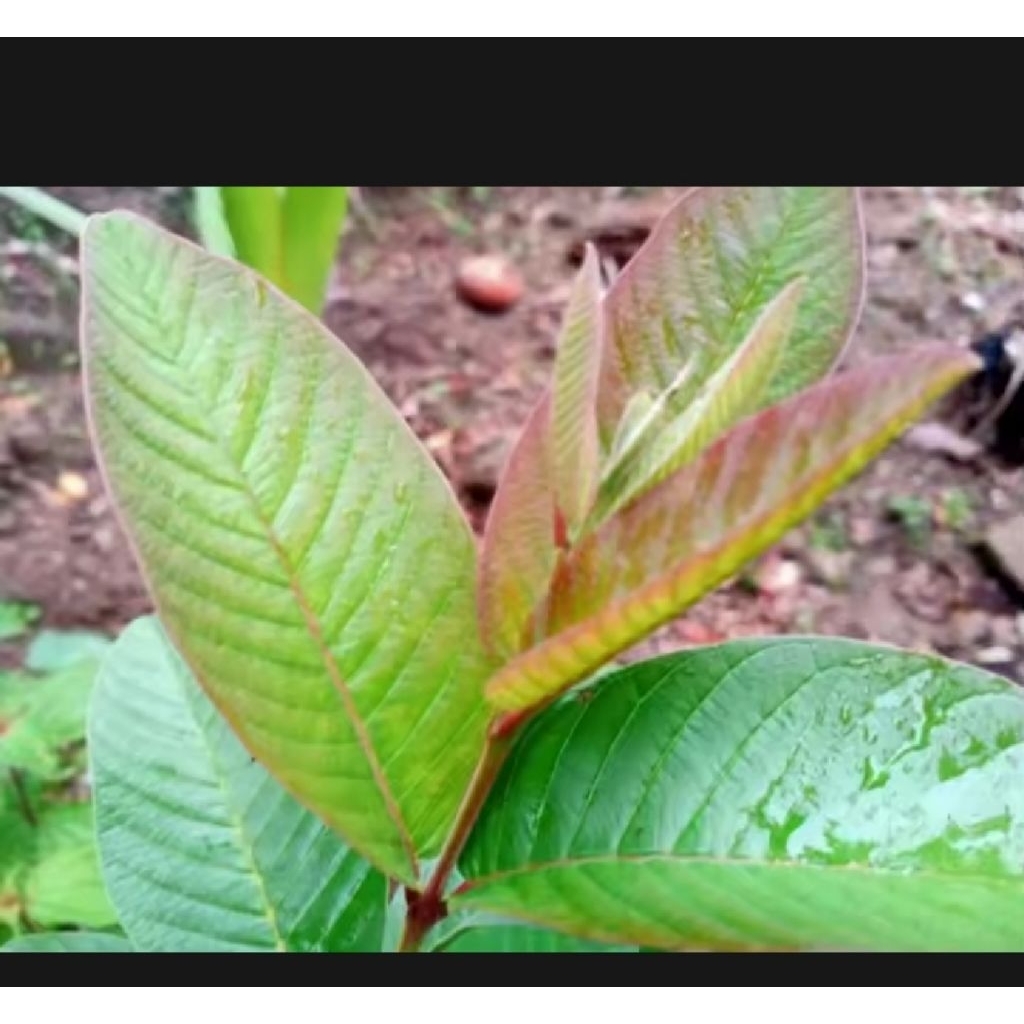 

DAUN JAMBU BIJI MERAH 250 GRAM