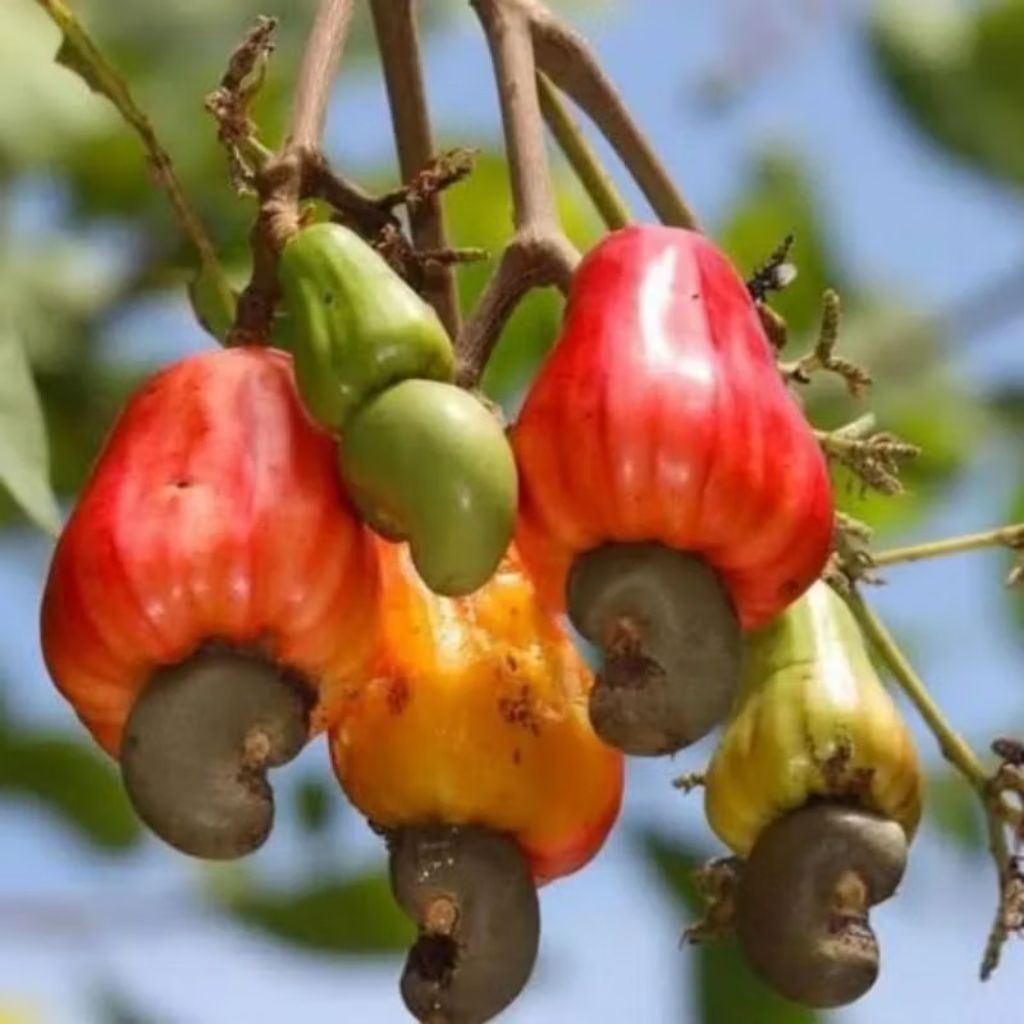 Biji benih jambu mete / jambu monyet