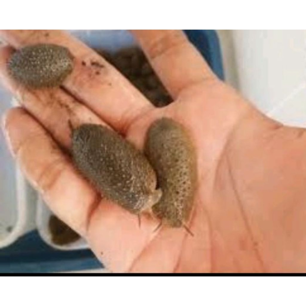 

lintah bakau/lintah laut/risboh 1kg