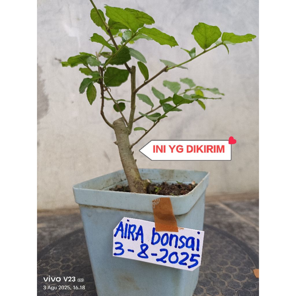 bahan bonsai serut hidup